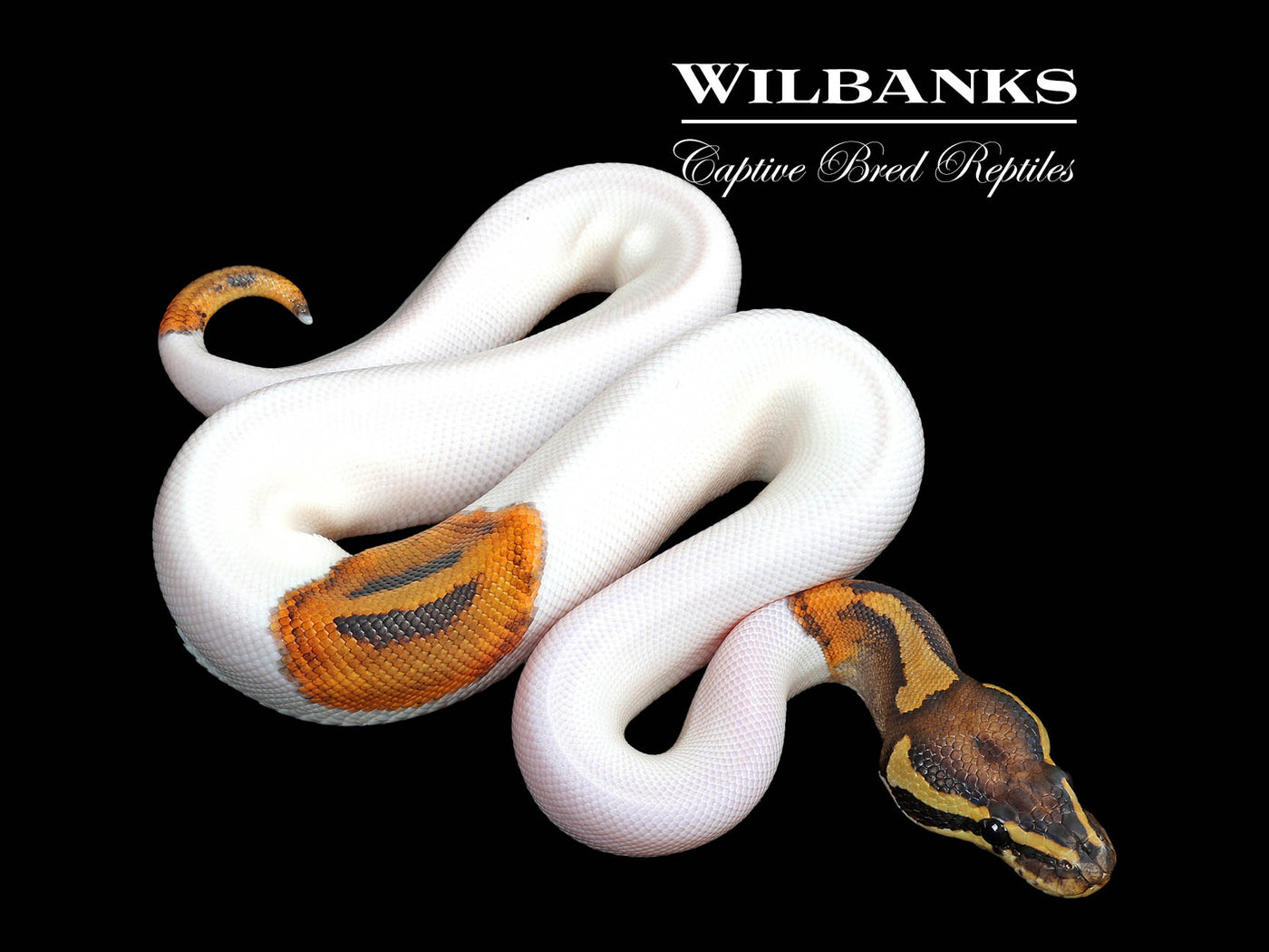 Pied 100% Het. Lavender Albino Ball Python ♂ '25