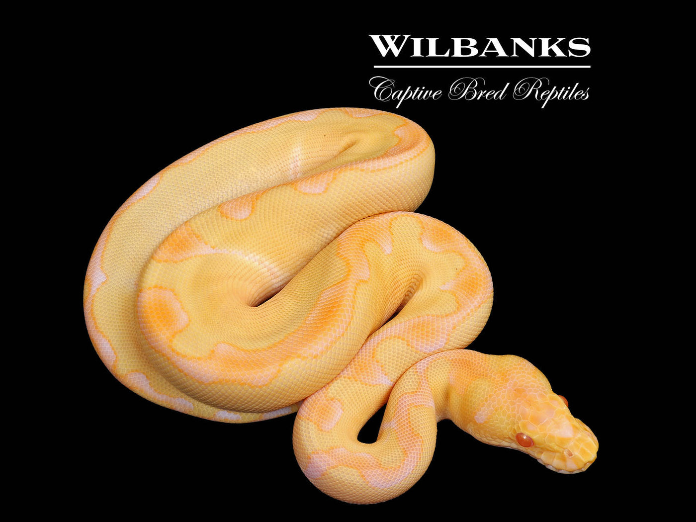 Albino Enchi Clown Ball Python ♀ '25