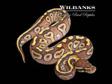 Mojave Yellow Belly Ball Python ♀ '26