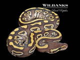 Mojave Ball Python ♀ '26