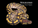 Mojave Ball Python ♀ '26