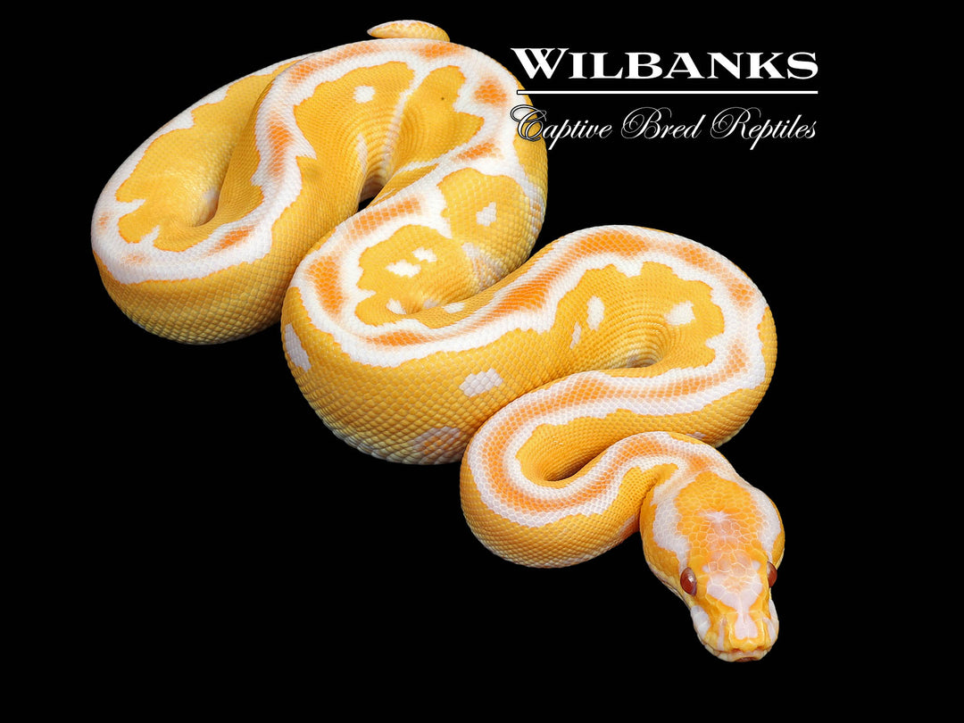 Blade Grail (Lavender Clown) Ball Python ♂ '26 – Wilbanks Captive