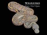 Blackhead GHI Fire Ghost Ball Python ♂ '26