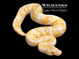 Candy Ball Python ♂ '26