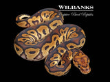 Clown 100% Het. Pied Ball Python ♂ '26