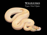 Enchi Ivory Ball Python ♂ '26