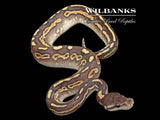 Cinnamon Mojave Yellow Belly Ball Python ♂ '26