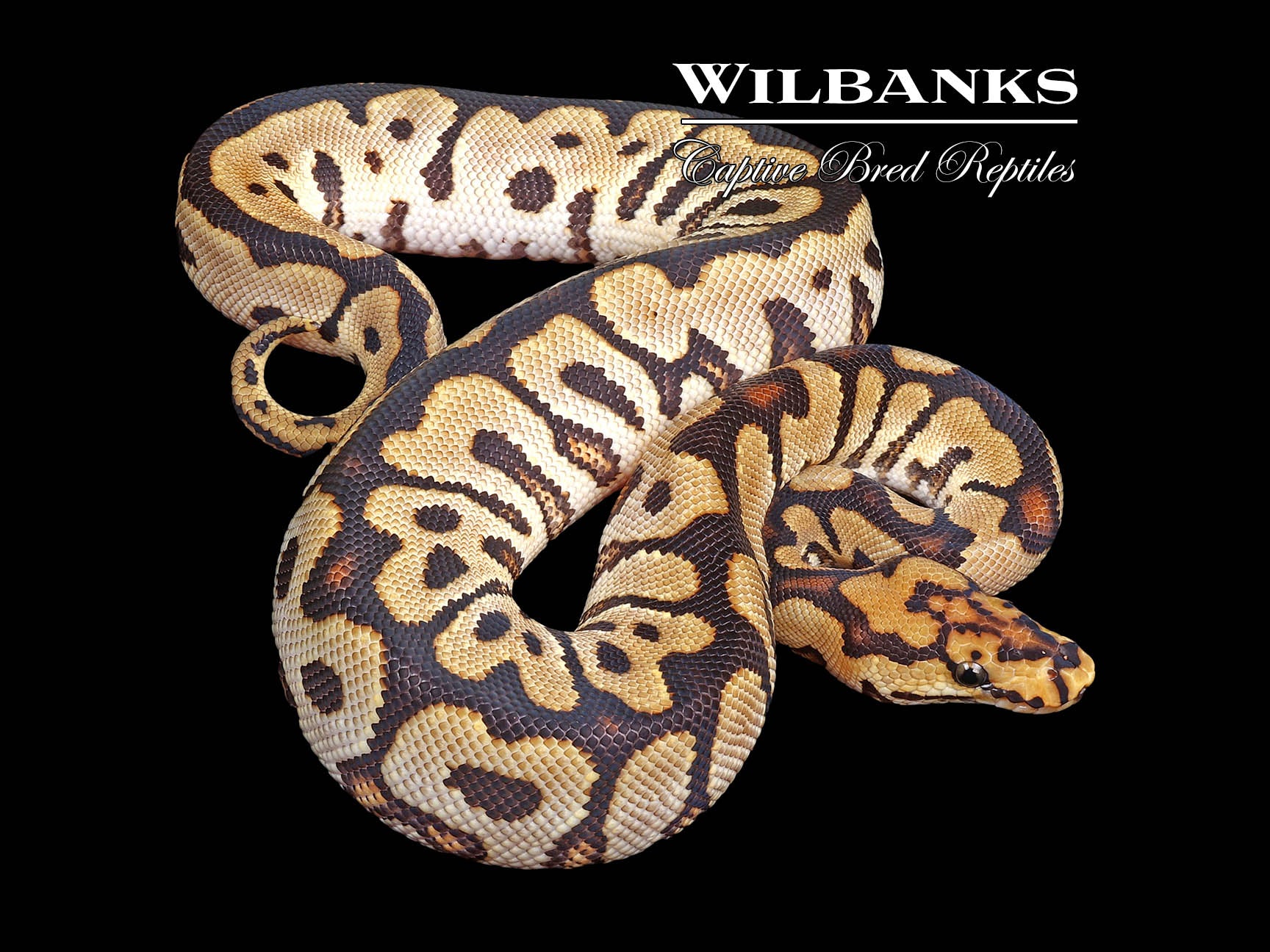 Spotnose Clown Ball Python ♂ '24 Wilbanks Captive Bred Reptiles