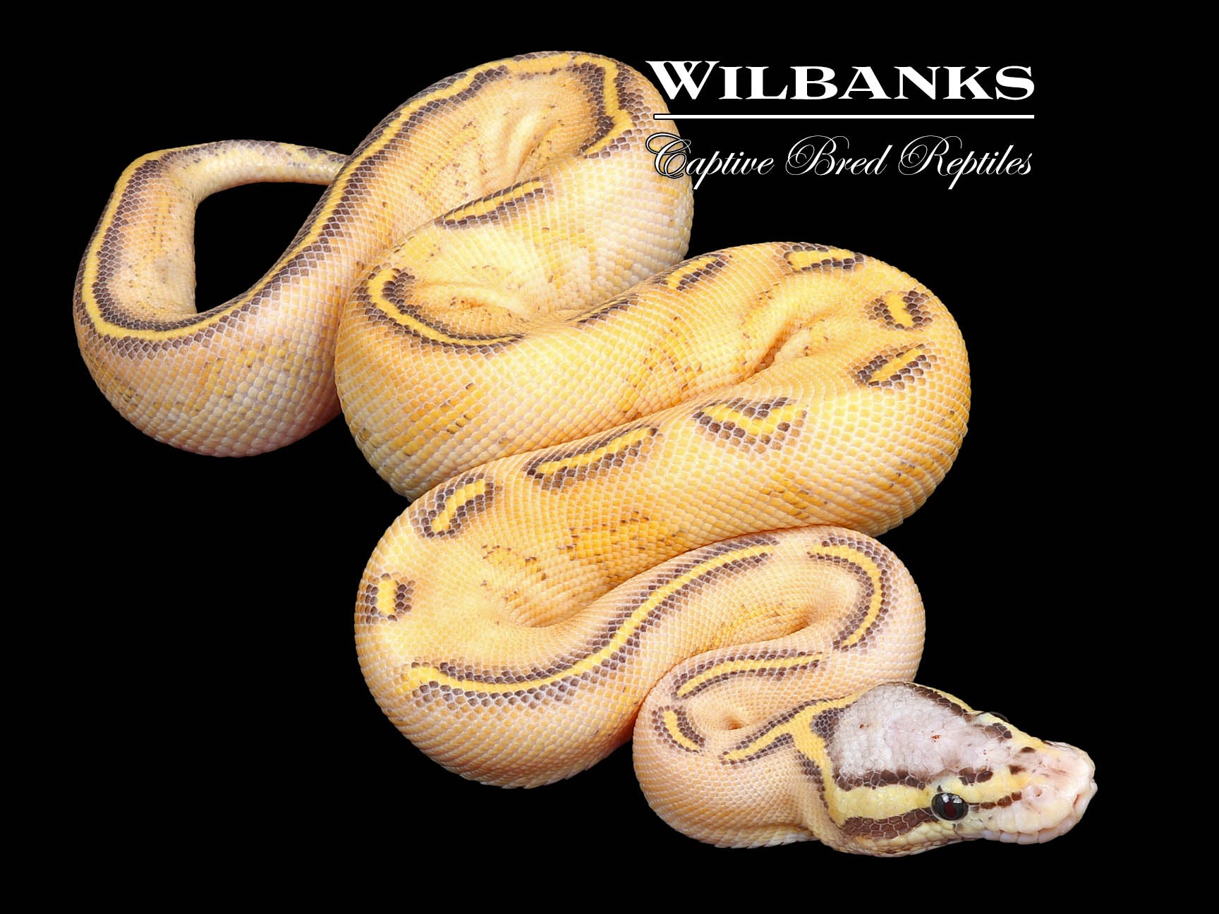 Pastel Highway Ball Python ♂ '24 Wilbanks Captive Bred Reptiles