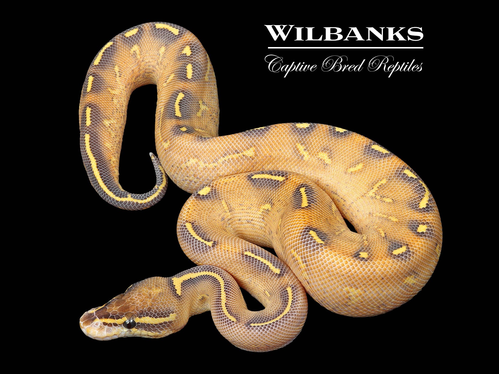 Highway Ball Python ♂ '24 Wilbanks Captive Bred Reptiles