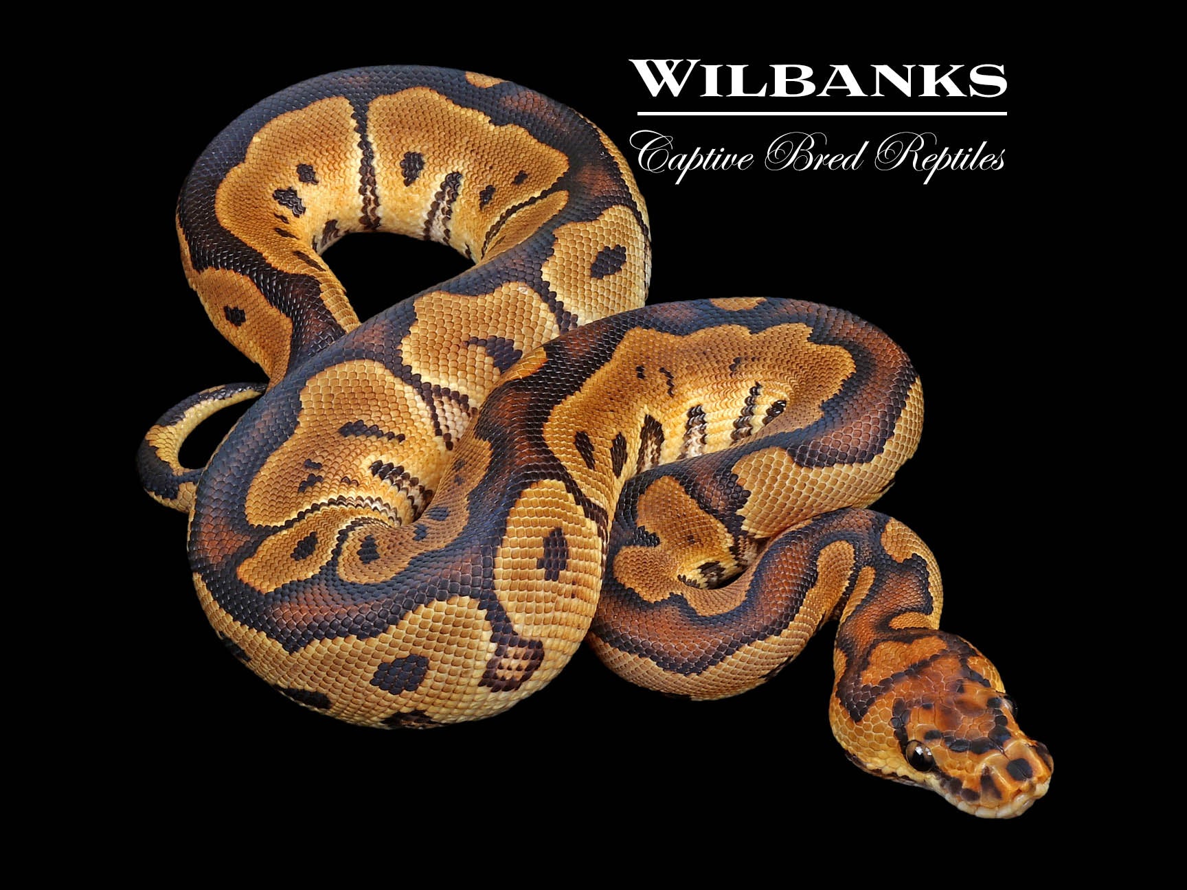 Clown Ball Python ♂ '24 Wilbanks Captive Bred Reptiles