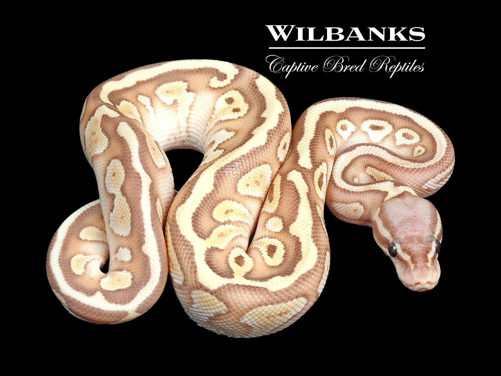 Banana Pastel Butter Ball Python ♀ '24 Wilbanks Captive Bred Reptiles