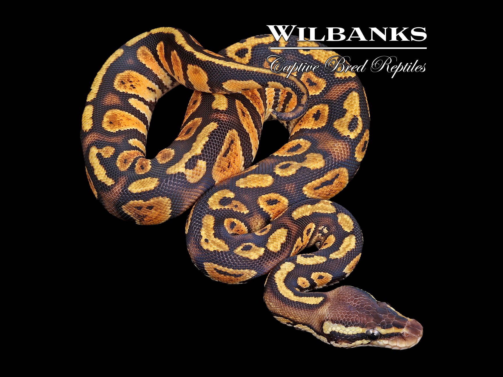 Pastel Stranger Ball Python ♀ '24 Wilbanks Captive Bred Reptiles