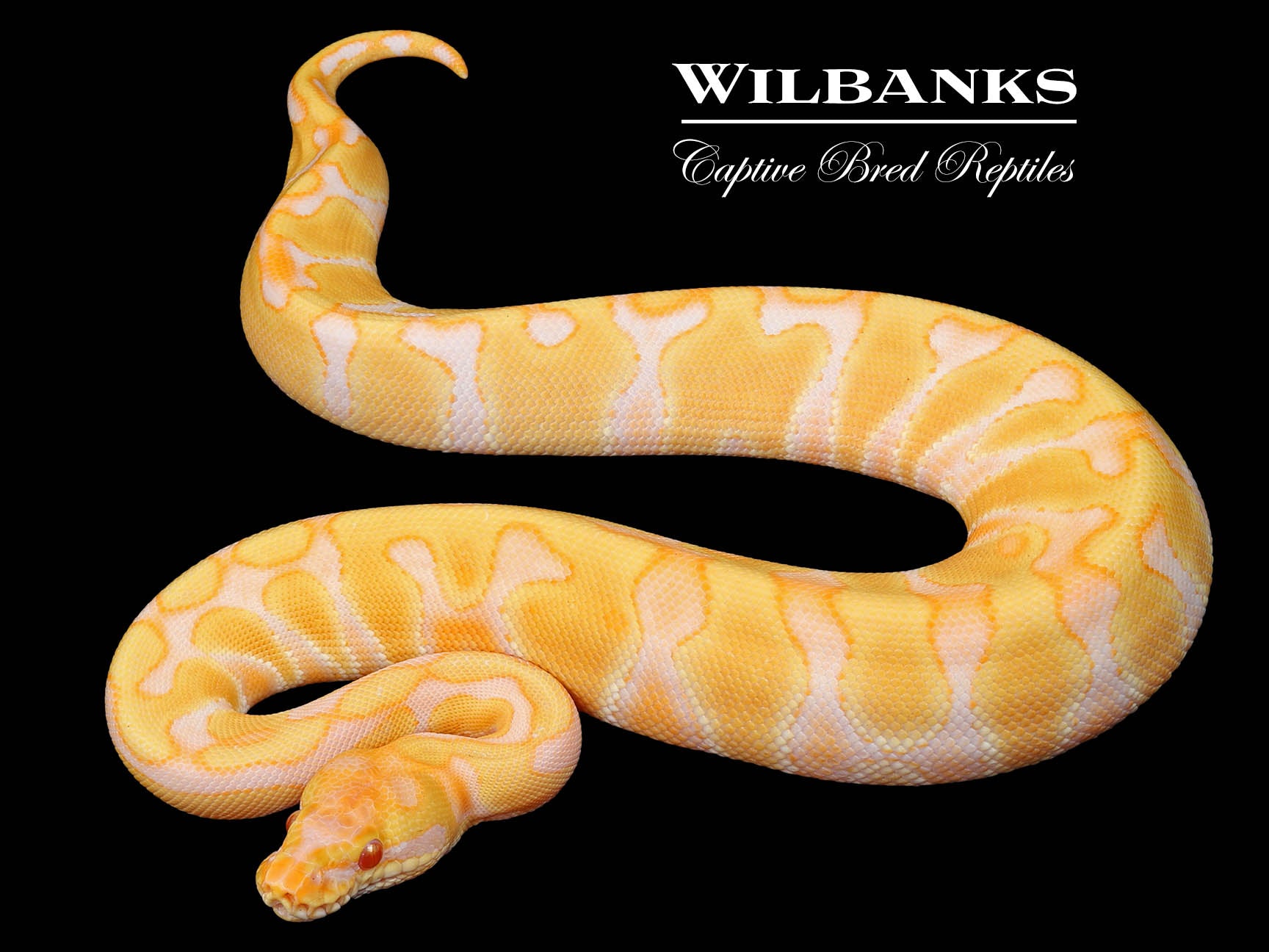 Albino Enchi Ball Python ♀ '24 Wilbanks Captive Bred Reptiles