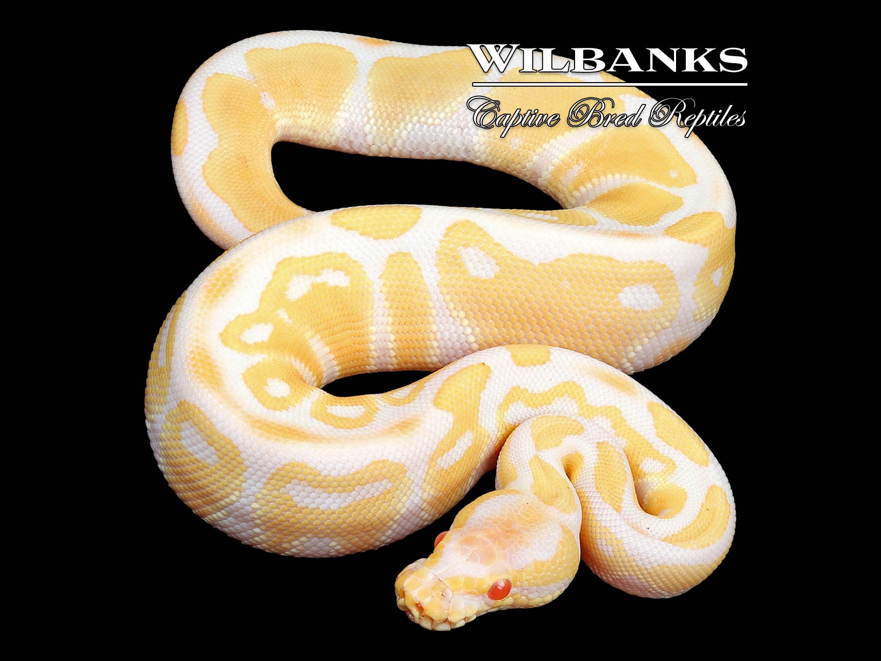 Albino Ball Python ♀ '24 Wilbanks Captive Bred Reptiles