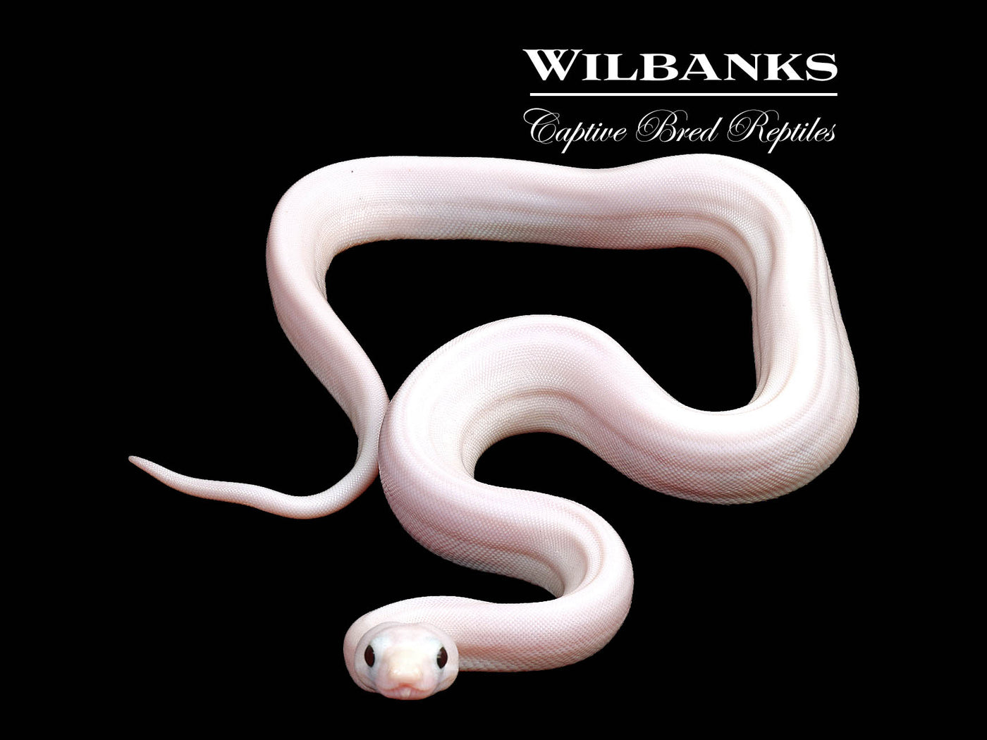 Super Fire 100% Het. Albino T+ VPI Boa Constrictor ♀ '25