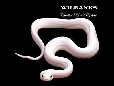 Super Fire 100% Het. Albino T+ VPI Boa Constrictor ♀ '25