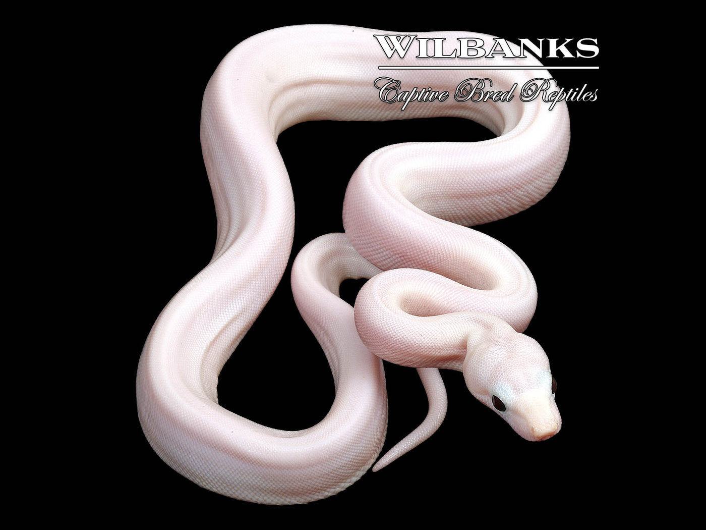 Super Fire 100% Het. Albino T+ VPI Boa Constrictor ♀ '25