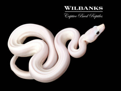 Super Fire 100% Het. Albino T+ VPI Boa Constrictor ♂ '25