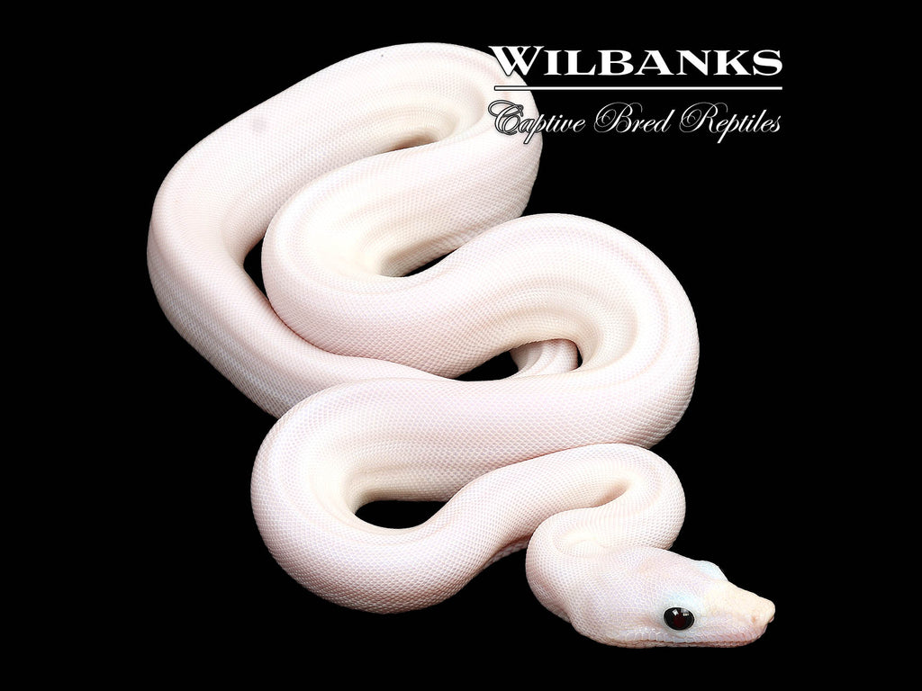 Serpent – Bloody Gates w-g-bloody-gates-bloody-gate01