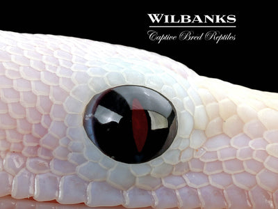 Super Fire 100% Het. Albino T+ VPI Boa Constrictor ♂ '25