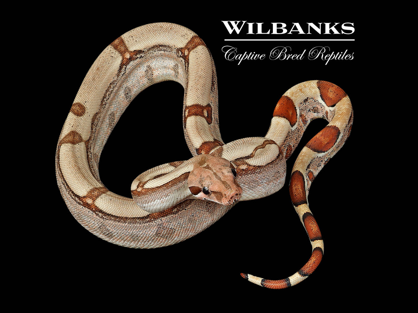 Fire 100% Het. Albino T+ VPI Boa Constrictor ♀ '25