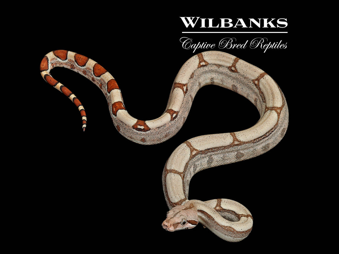 Fire 100% Het. Albino T+ VPI Boa Constrictor ♂ '25 – Wilbanks