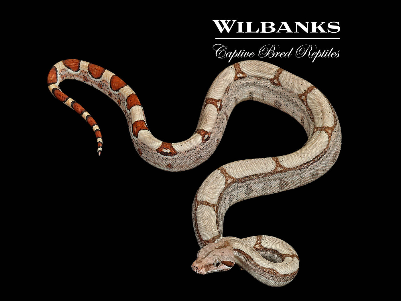 Fire 100% Het. Albino T+ VPI Boa Constrictor ♂ '25