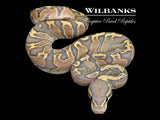 GHI Fire Ghost Ball Python ♂ '26