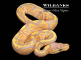 Banana Mahogany 100% Het. Pied Ball Python ♂ '26