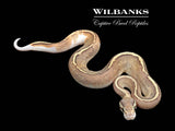 Disco Inferno Cinnamon GHI Ball Python ♂ '26