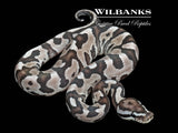 Fire Leopard Axanthic (VPI) Ball Python ♂ '26