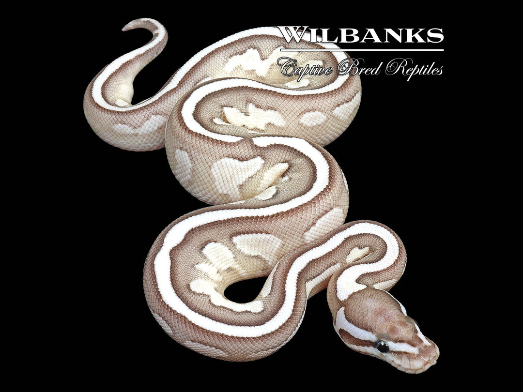 Lesser Axanthic (VPI) Fire Ball Python ♀ '25 – Wilbanks Captive
