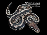 Stranger Axanthic (VPI) 66% PH Lavender Albino Ball Python ♀ '26