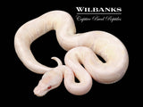 Lavender Snow Ball Python ♂ '26