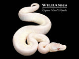 Lavender Snow Ball Python ♀ '26