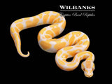 Lavender Albino 100% Het. VPI Axanthic Ball Python ♂ '26