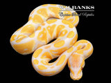 Lavender Albino 100% Het. VPI Axanthic Ball Python ♀ '26