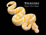 Lavender Albino 100% Het. VPI Axanthic Ball Python ♀ '26