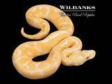 GHI Albino Leopard Pastel Enchi Ball Python ♂ '26
