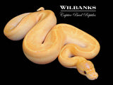 Banana Freeway Fire Pinstripe Ball Python ♂ '26
