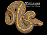 Stranger Hypo 100% Het. Clown 50% PH Pied Ball Python ♀ '26