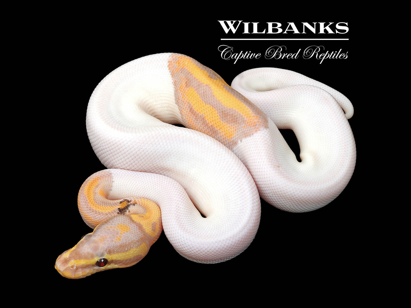 Banana Pied (Female Maker) Ball Python ♂ '25