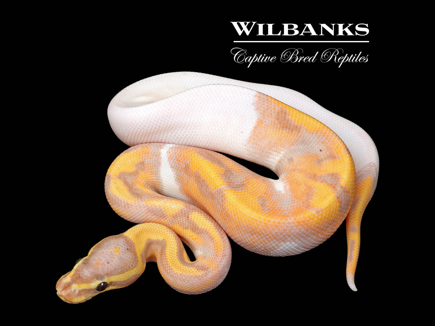 Banana Pied Ball Python ♂ '25