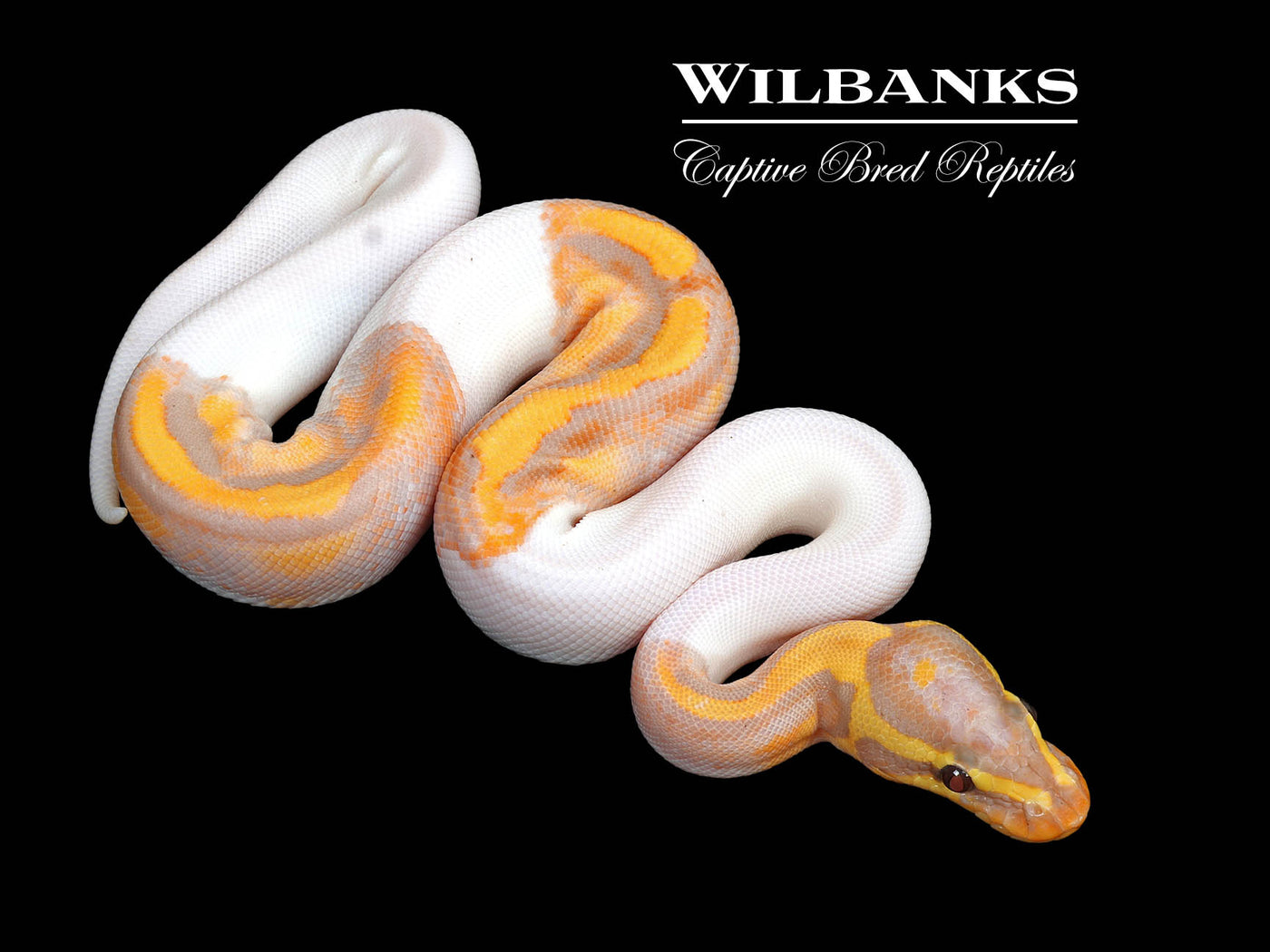 Banana Pied Ball Python ♂ '25