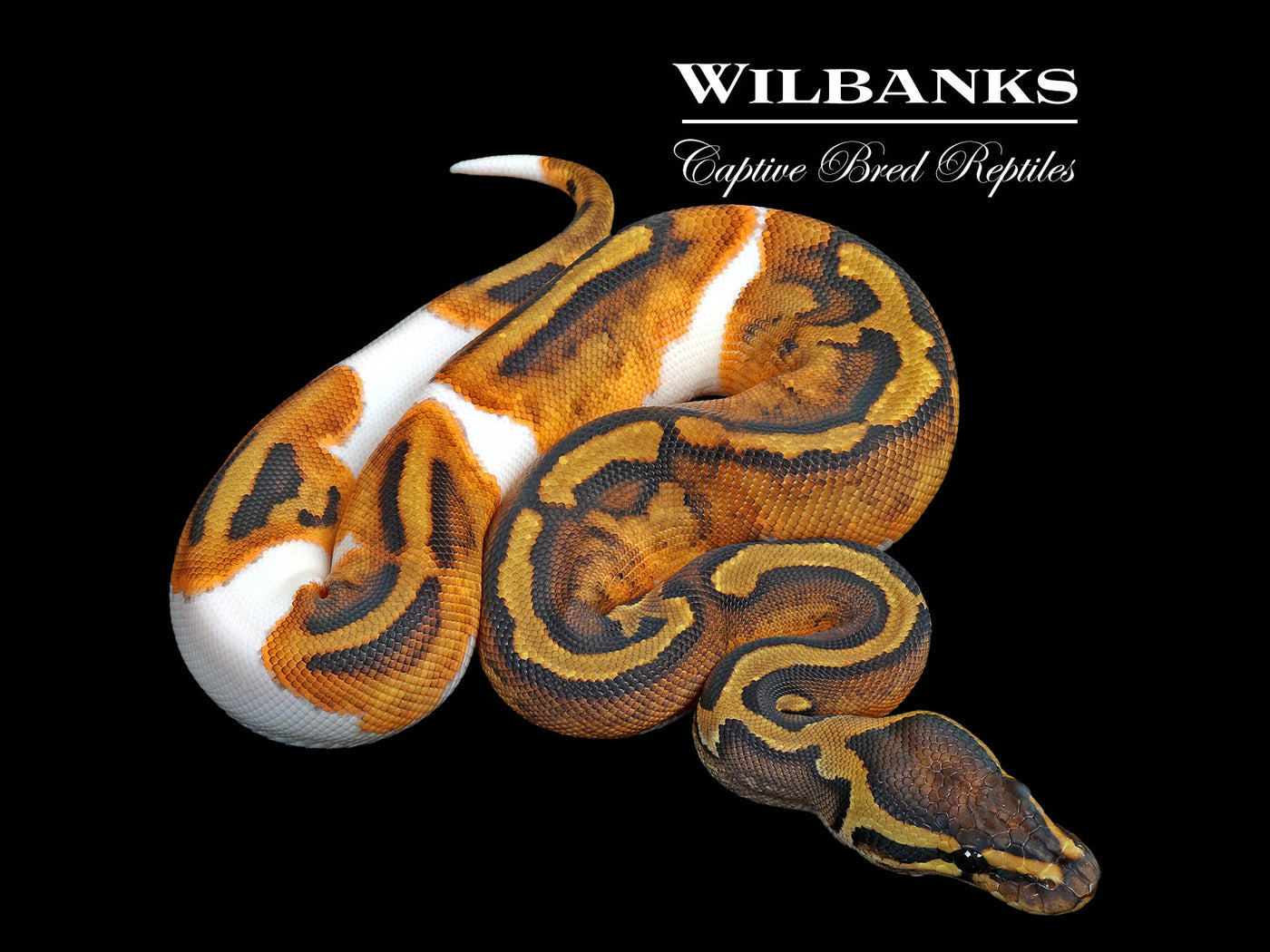 Pied Ball Python ♀ '25