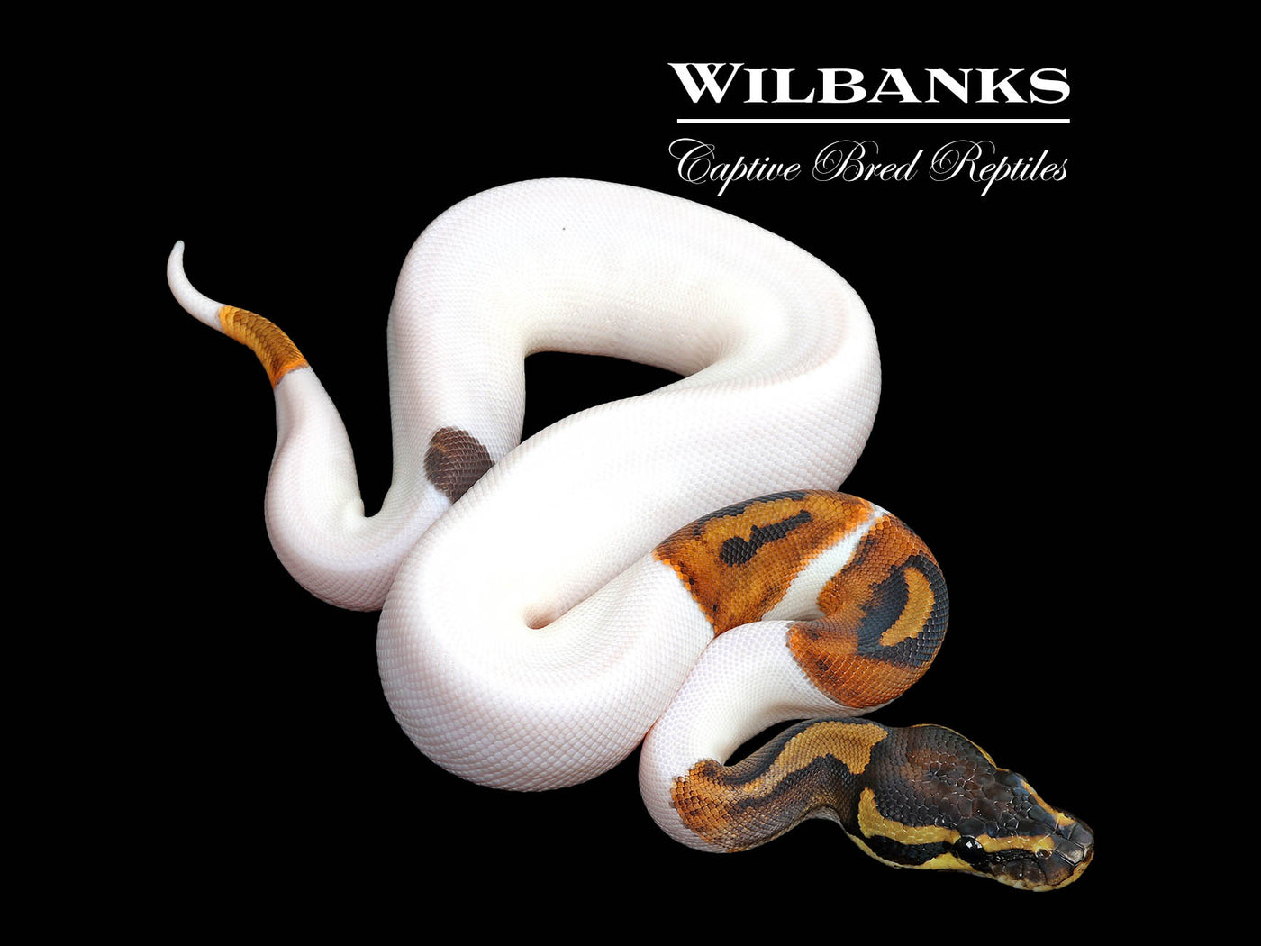 Pied Ball Python ♀ '25