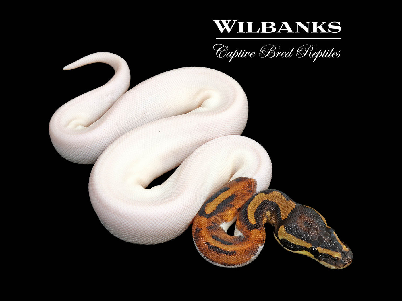 Pied Ball Python ♀ '25