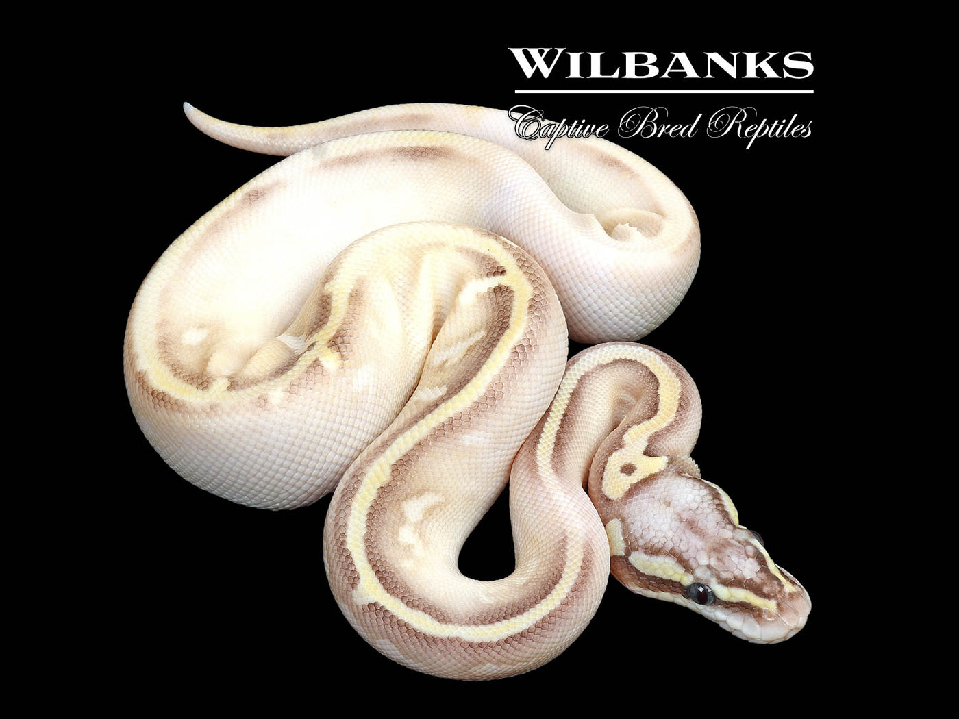 ButterFly Yellowbelly Sugar Ball Python ♀ '25