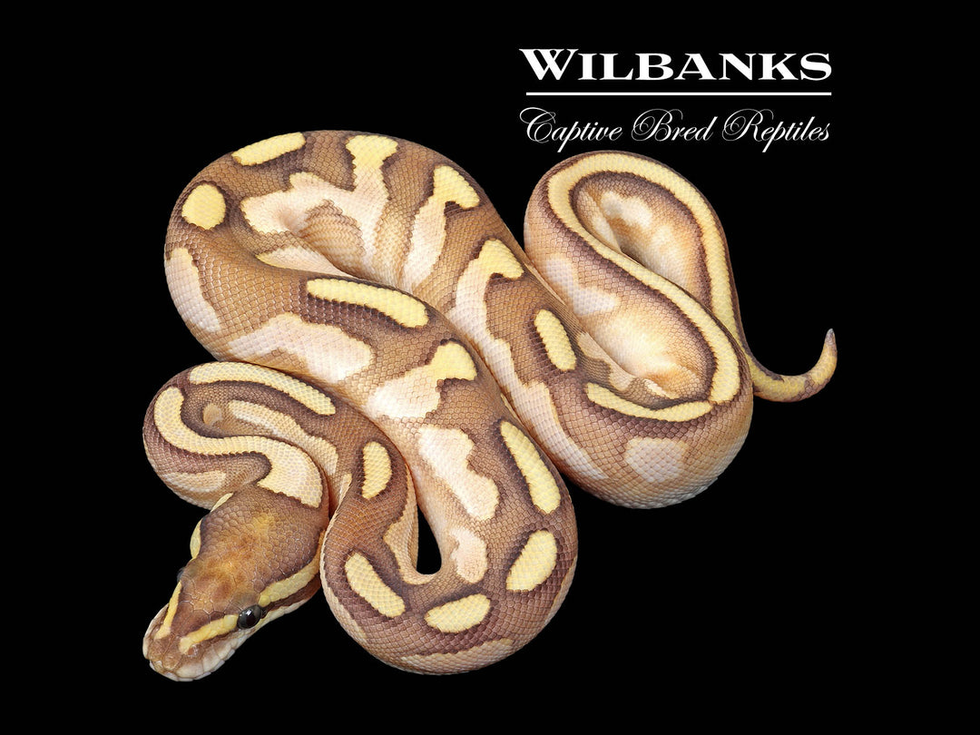 Nuclear Yellowbelly Sugar Ball Python ♀ '25 – Wilbanks